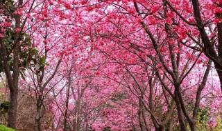 邹平樱花山